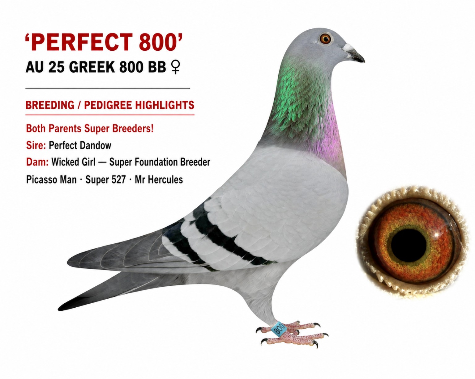 AU 25 GREEK 800